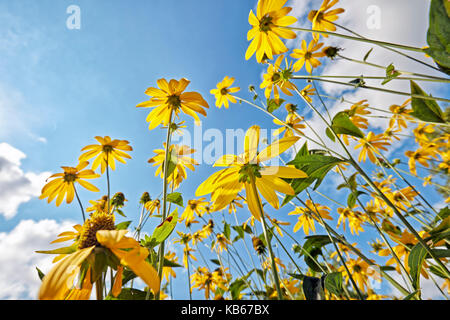 Von unten gelbe Blattscheiben (Rudbeckia laciniata) gegen den strahlend blauen Himmel. Stockfoto