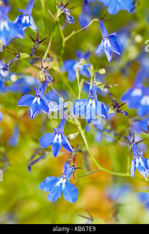 Lobelia Blumen hautnah. Stockfoto