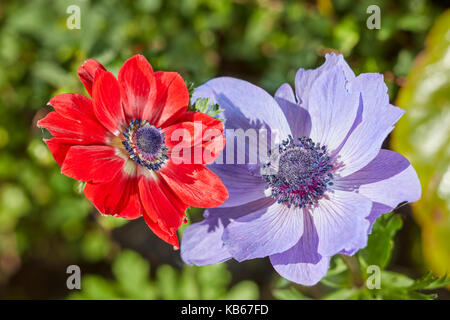 Nahaufnahme von Mohnanemonenblüten (Anemone coronaria) in einem Garten an einem hellen sonnigen Tag. Stockfoto