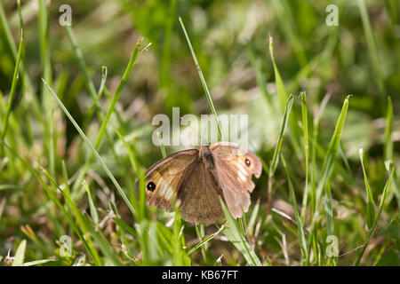 Wiesenbrauner Schmetterling (Maniola jurtina) mit beschädigten Flügeln liegt im Gras. Stockfoto