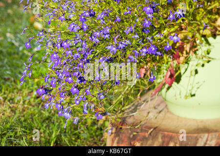 Lobelia Blumen hautnah. Stockfoto