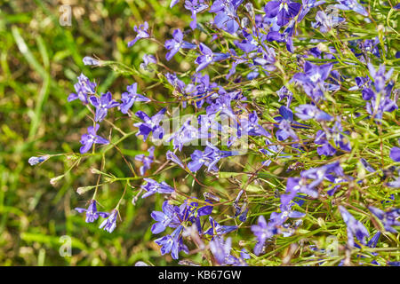 Lobelia Blumen hautnah. Stockfoto