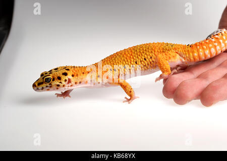 Ein Leopard Gecko (Eublepharis macularius) in einem Studio mit einem weißen Hintergrund gehalten wird. Stockfoto