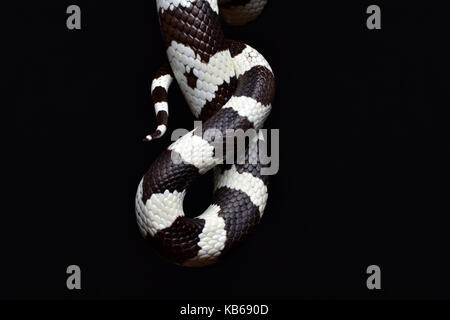 Kalifornische Kingsnake (Lampropeltis getula californiae) Schwanz in einem Studio mit einem schwarzen Hintergrund. Stockfoto