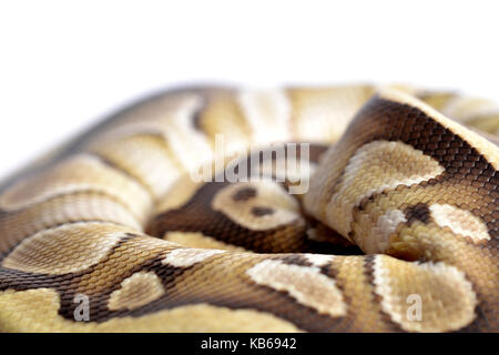 Nahaufnahme einer Ball python (Python regius) bis balled in einem Studio mit einem weißen Hintergrund. Stockfoto