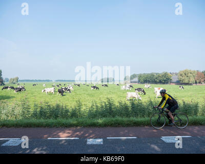 Mann auf dem Fahrrad geht Kühe unter blauem Himmel in der grünen Wiese sommer wiese zwischen Loenen und Breukelen bei Utrecht in den Niederlanden Stockfoto