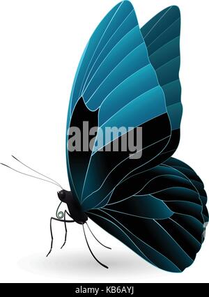 Schmetterling auf einem weißen Hintergrund isoliert Stock Vektor