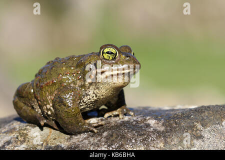 (Epidalea calamita Natterjack toad) Stockfoto