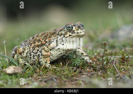 (Epidalea calamita Natterjack toad) Stockfoto