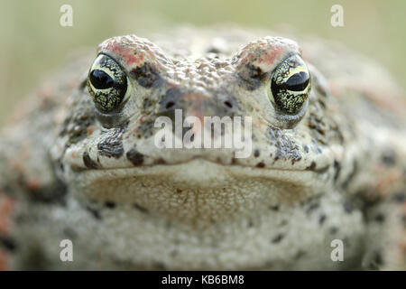 (Epidalea calamita Natterjack toad) Stockfoto
