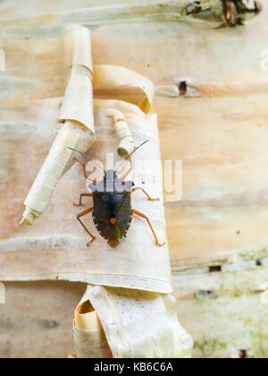 Pentatoma rufipes Red-legged Shieldbug shieldbug Pentatomidae, Braun Stockfoto