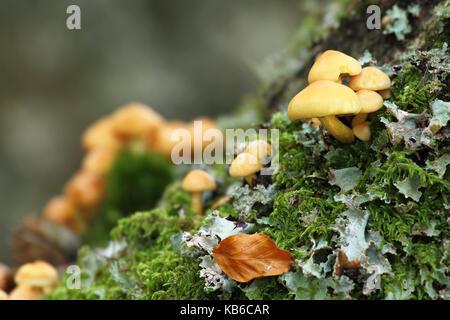Kleine Pilze wachsen in einem Stamm im Herbst in der Mitte des Waldes Stockfoto