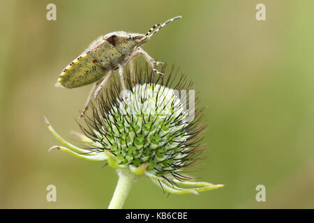 Stinken bug (Pentatoma sp) Stockfoto