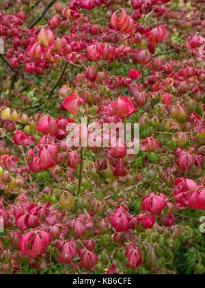 Euonymus alatus, geflügelte Spindel Baum Stockfoto