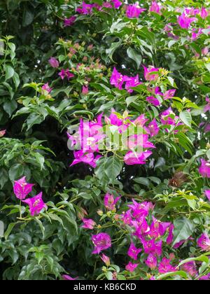 Bougainvillea, Bougainvillea glabra: „Papierblume“ Stockfoto