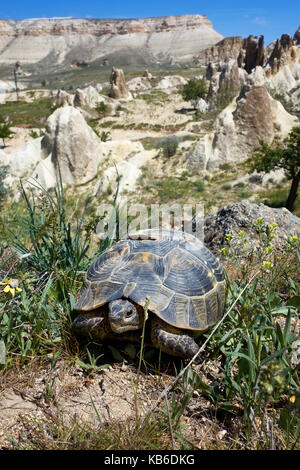 Griechische Landschildkröte, Testudo graeca, in der Steppe Lebensraum mit Felsformationen in Pasabagi, in der Nähe von Göreme und Çavusin. Kappadokien. Zentralanatolien. Türkei Stockfoto