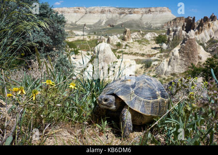Griechische Landschildkröte, Testudo graeca, in der Steppe Lebensraum mit Felsformationen in Pasabagi, in der Nähe von Göreme und Çavusin. Kappadokien. Zentralanatolien. Türkei Stockfoto