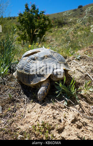 Griechische Landschildkröte, Testudo graeca, in der Steppe Lebensraum mit Felsformationen in Pasabagi, in der Nähe von Göreme und Çavusin. Kappadokien. Zentralanatolien. Türkei Stockfoto