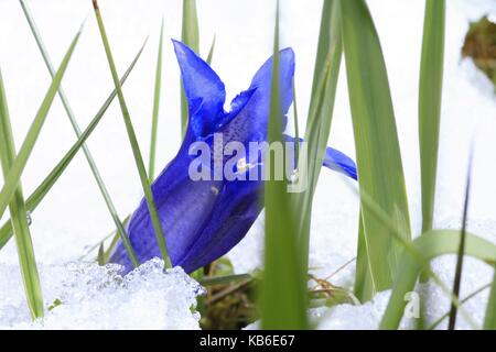 Frühling in Oberbayern: Eine Blume der Enzian (lat. Gentiana Clusii) wird aus frisch gefallenen Schnee | Verwendung weltweit Stockfoto