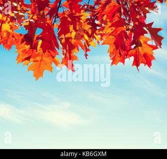 Bunte Blätter im Herbst gegen den blauen Himmel. Getonten Bild Stockfoto