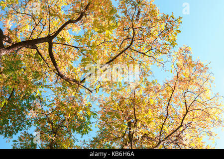 Zweige mit bunten Blätter im Herbst gegen den blauen Himmel. robinie. Low Angle View. Getonten Bild Stockfoto