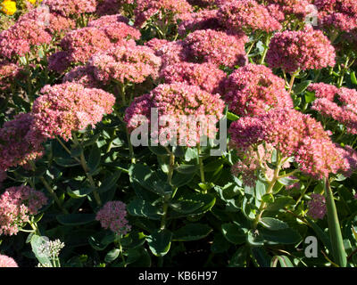 Auffällige Mauerpfeffer blühende Pflanze Stockfoto