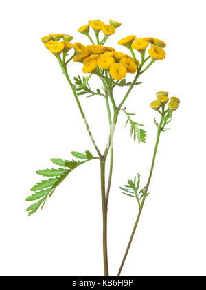 Gelbe Rainfarn (Tanacetum Vulgare) Blüten isoliert auf weißem Hintergrund. Studio gedreht Stockfoto