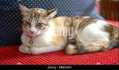 Weiß braun Verärgert cat auf dem roten Sofa Stockfoto