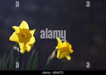 Hintergrundbeleuchtung Narzissen im Frühling Garten Stockfoto