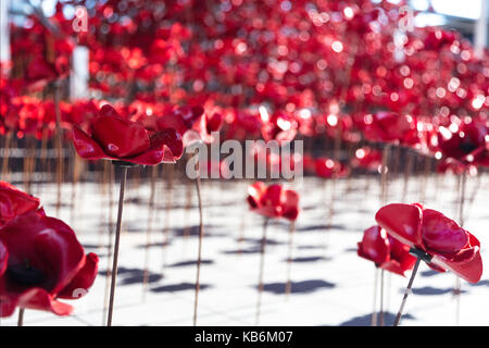 Keramikmohn „Weeping Window“ Senedd Cardiff Bay Stockfoto