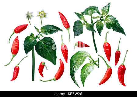 Aji brasilianischen Bonanza Pfeffer (C. baccatum), Einzelteile (Elemente). Beschneidungspfade für jedes Stück Stockfoto