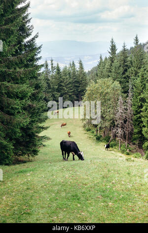 Herde grasende Kühe auf der grünen Wiese in den Wald. Natur Hintergrund Stockfoto