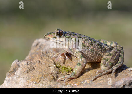 Petersilie Frosch (Pelodytes punctatus) männlich stehend auf einem Felsen, Italien, Ligurien Stockfoto