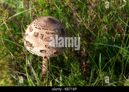 Im Herbst Pilze sammeln - Macrolepiota Procera. Morgen in der Wiese. Blick auf einem Schwamm Stockfoto