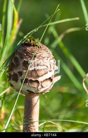 Im Herbst Pilze sammeln - Macrolepiota Procera. Morgen in der Wiese. Blick auf einem Schwamm Stockfoto