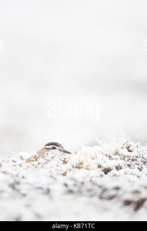 Eurasian Dotterel (Charadrius morinellus) männlichen sitzen auf Nest im Schnee, Norwegen, Sor-Trondelag Stockfoto