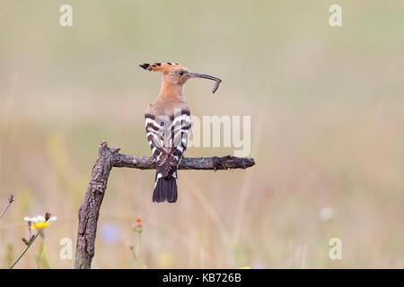 Euarasian Wiedehopf (Upupa epops) auf einem Zweig Holding ein nicht identifizierter Insektenlarven, Ungarn, Békés thront, Koros-Maros Nationalpark Stockfoto