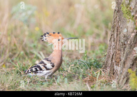 Euarasian Wiedehopf (Upupa epops) stand neben einem Baum in einer Wiese neben mit Crest angehoben, Ungarn, Békés, Koros-Maros Nationalpark Stockfoto