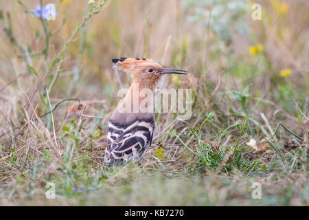 Juvenile Euarasian Wiedehopf (Upupa epops) stehen auf einer Wiese, Ungarn, Békés, Koros-Maros Nationalpark Stockfoto