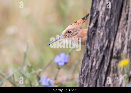 Junge Euarasian Wiedehopf (Upupa epops) Peering aus dem Nest Loch in einem Baum, Ungarn, Békés, Koros-Maros Nationalpark Stockfoto