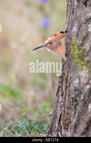 Junge Euarasian Wiedehopf (Upupa epops) Peering aus dem Nest Loch in einem Baum, Ungarn, Békés, Koros-Maros Nationalpark Stockfoto