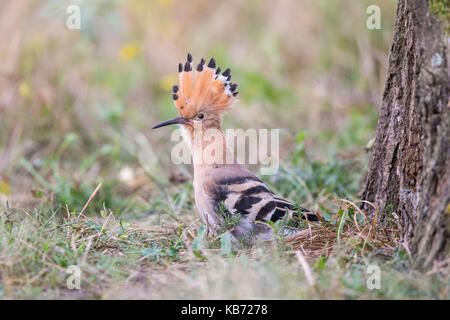 Euarasian Wiedehopf (Upupa epops) stand neben einem Baum in einer Wiese neben mit Crest angehoben, Ungarn, Békés, Koros-Maros Nationalpark Stockfoto