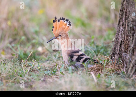 Euarasian Wiedehopf (Upupa epops) stand neben einem Baum in einer Wiese neben mit Crest angehoben, Ungarn, Békés, Koros-Maros Nationalpark Stockfoto