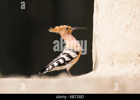 Euarasian Wiedehopf (Upupa epops) stand neben seinem Nest in einer Sandbank, Ungarn, Bacs-kiskun, Nationalpark Kiskunsagi Stockfoto