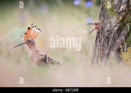 Junge Euarasian Wiedehopf (Upupa epops) Aufruf zur übergeordneten von seinem Nest Loch, Ungarn, Békés, Koros-Maros Nationalpark Stockfoto