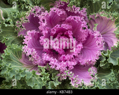 Nagoya Rose Zierpflanzen Kale in Garten Grenze Stockfoto