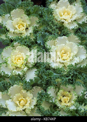 Nagoya Weißen ornamentalen Kale in Garten Grenze Stockfoto
