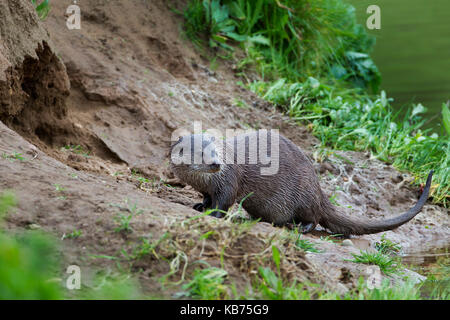 Europäischer Fluß Fischotter (Lutra lutra) am Flußufer Kennzeichnung sein Territorium, Spanien, Extremadura, Rio Almonte Stockfoto