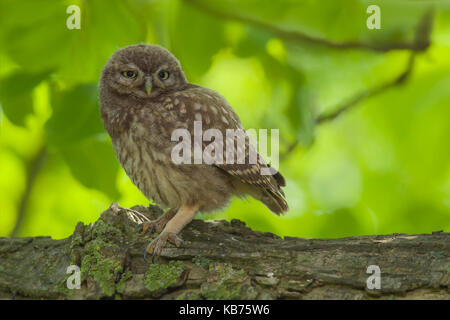 Steinkauz (Athene noctua) Junge in einem Baum, Die Niederlande Stockfoto