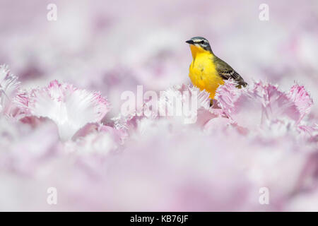 Schafstelze (Motacilla flava) männlich in einem Feld von rosa Tulpen, Niederlande, Flevoland, Ens Stockfoto